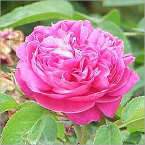 Rose Otto Essential Oil By SHIV SALES CORPORATION