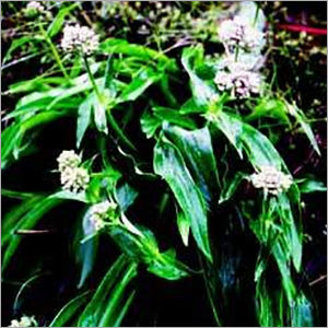 Spikenard Oil - Feature: Fragrance Compound