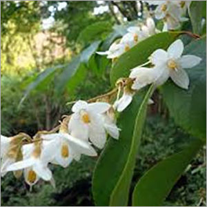 Styrax Tonkinesis (Loban)