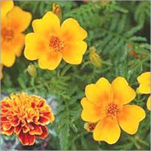 Tagetes Oil - Feature: Fragrance Compound