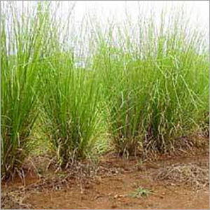 Vetiver Oil - Feature: Fragrance Compound