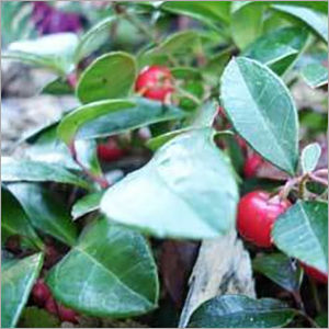 Wintergreen Oil