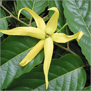 Ylang Ylang Essential Oil By SHIV SALES CORPORATION