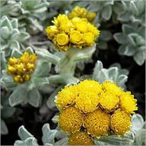 Helichrysum oil