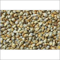 Bajra Seeds