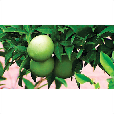 Aegle Marmelos Capsules