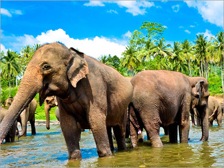 Sri Lanka Honeymoon Packages