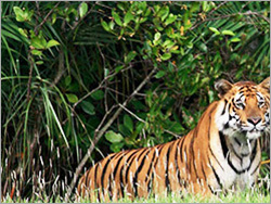 Bangladesh Sundarban - 5 Days