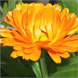 Calendula Absolute Oil