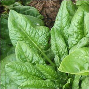 Spinach Leaf Absolute Oil