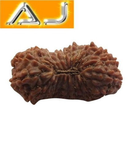 Oval 21 Face Nepali Rudraksha