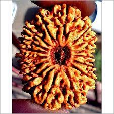 21 Mukhi Nepali Rudraksha
