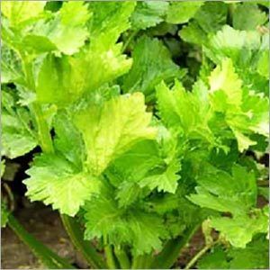 Celery seed Oil