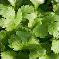 Coriander Seed Oil