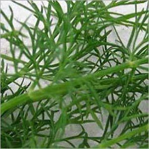 Dill Seed Oil