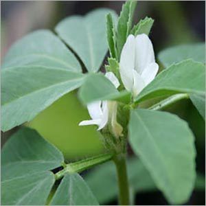 Fenugreek Oil