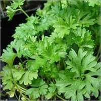 Parsley Seed Oils