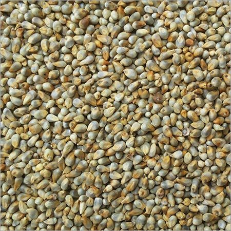 Green Millet
