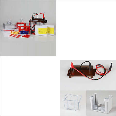 Gel Electrophoresis