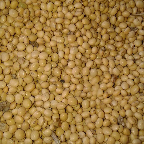 Soybean
