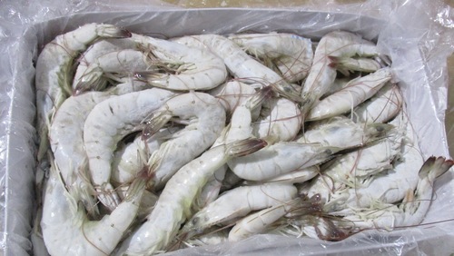Vannamei Shrimp Headless Shell On