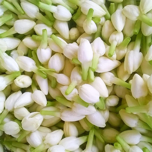 JASMINE FLOWERS