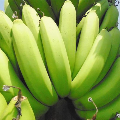 GREEN CAVENDISH BANANA