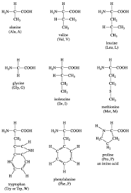 Amino acid standards for fluorescence detection