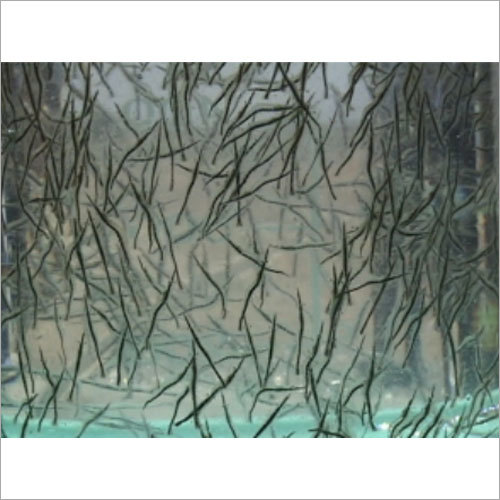 Aquaculture Seeds