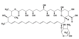 Amphotericin B