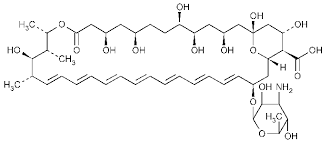 Amphotericin B for microbiological assay