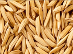Paddy Seeds