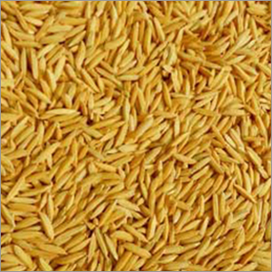 Paddy Seeds manufacturers in haryana