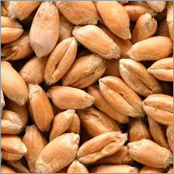 Wheat Seeds