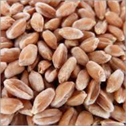 foundation Wheat Seeds