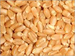 certified Wheat Seeds