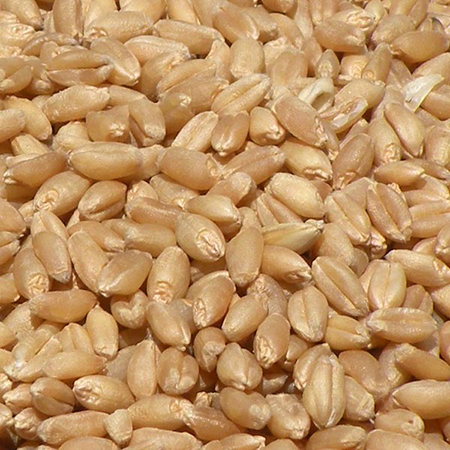 Raw Wheat Seed