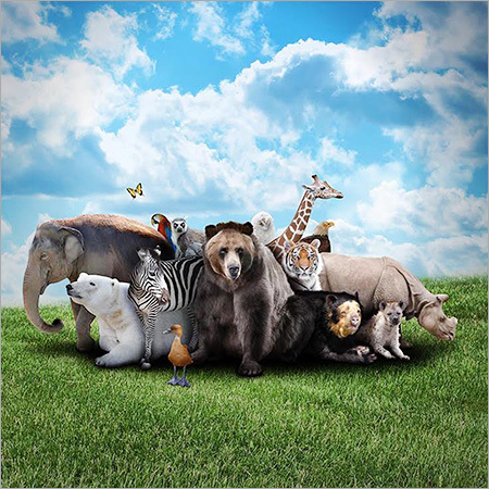 Cartoon Wall Coverings