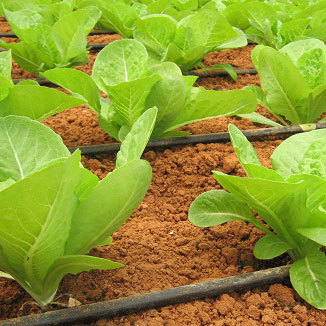 Lettuce Crop Fertilizer