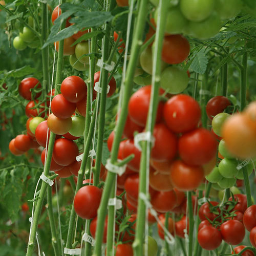Tomato Crop Fertilizer