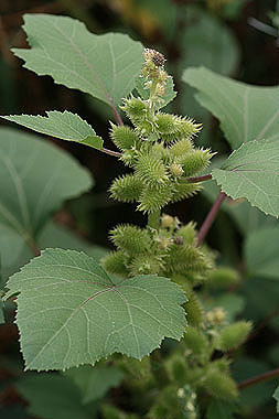 Xanthium Strumerium Dry Place