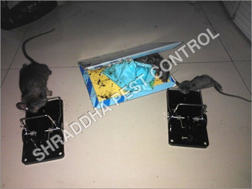Rat Pest Control Solution