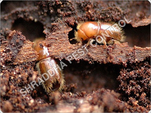 Wood Borer Treatment Services