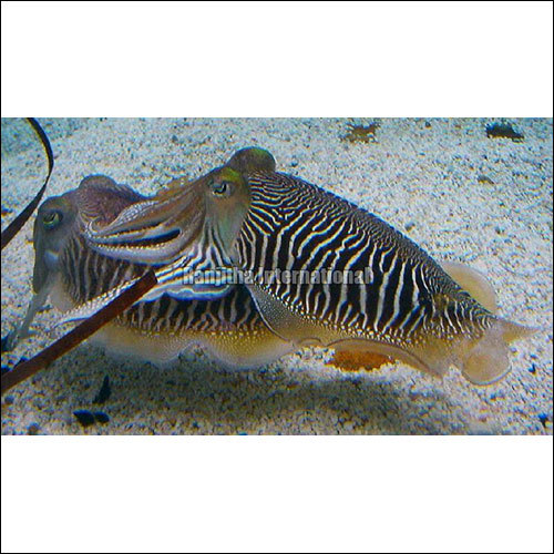 Cuttlefish