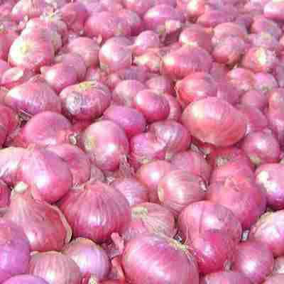 Fresh Red Onion