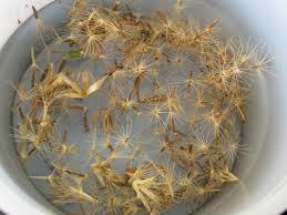 DRY STEVIA SEED