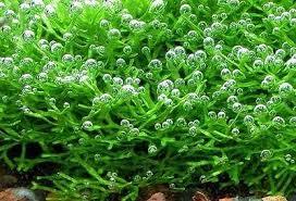 Aquatic plant (Cr)