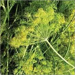 Anethi Oil