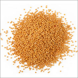 Coriander Seed