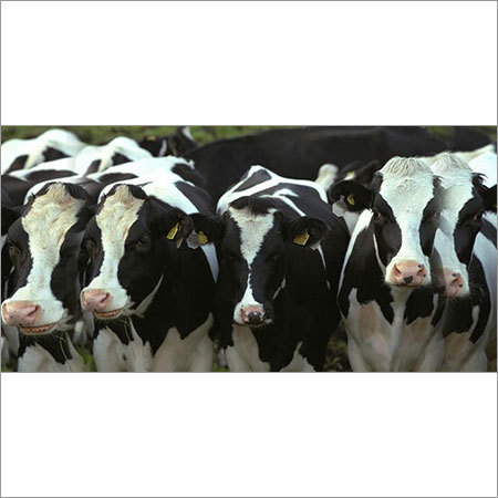 Jersey Cow